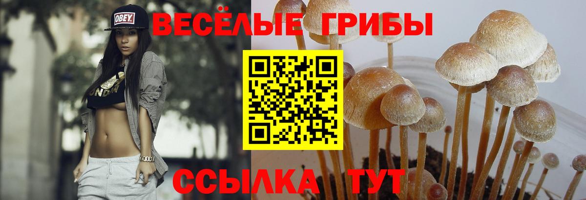 Галлюциногенные грибы Cubensis  Вход с VPN  Янаул 